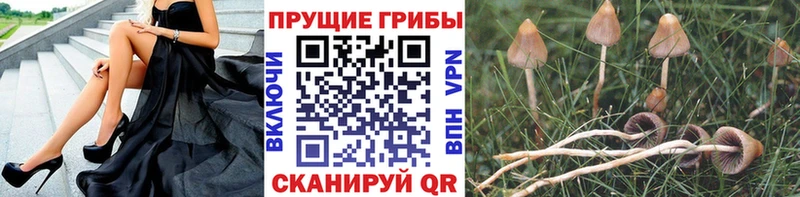 купить  цена  Беломорск  Галлюциногенные грибы Cubensis 